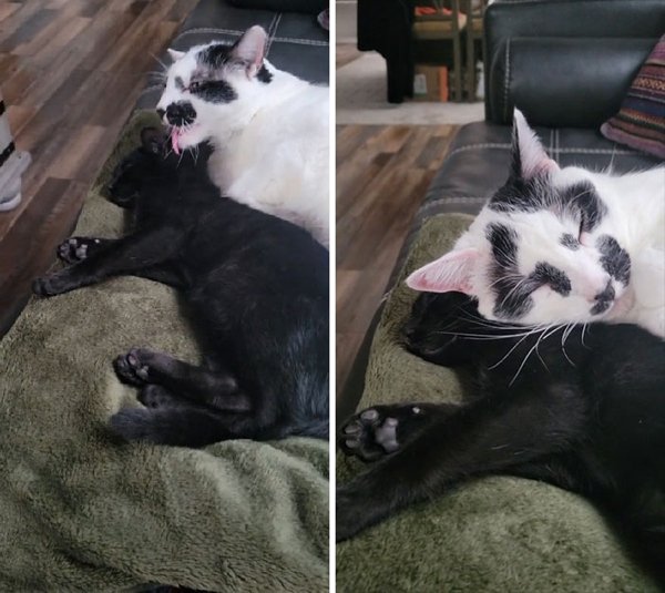 Cute Adopted Pets (30 pics)