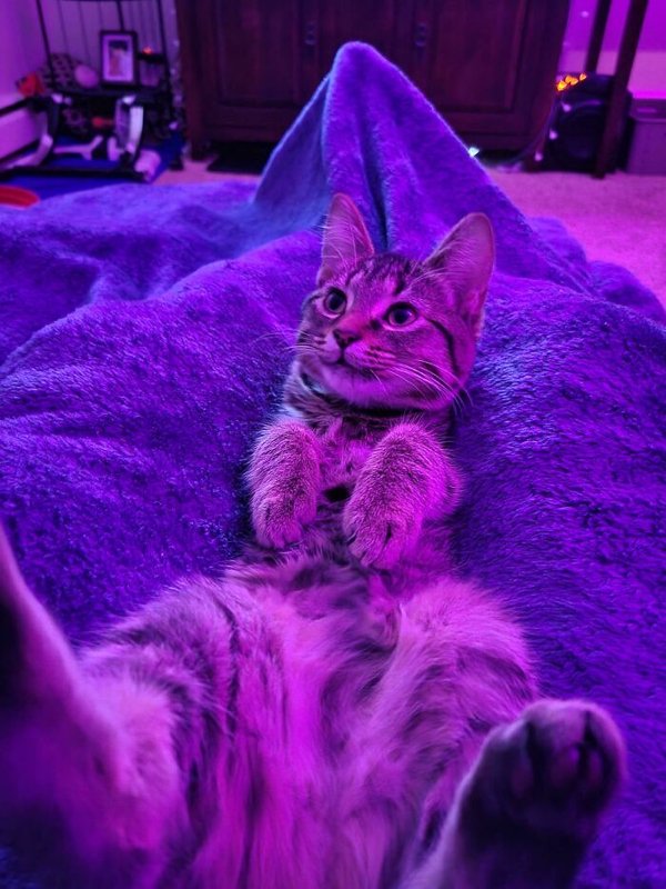 Cute Adopted Pets (30 pics)