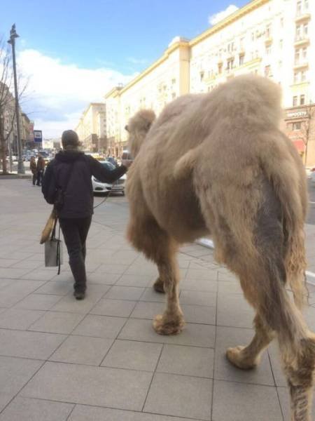 Strange Photos From Russia (41 pics)