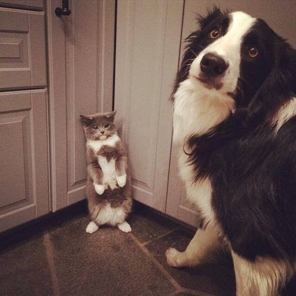 Funny Animals (60 pics)