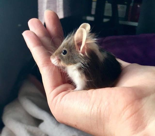 Adorable Pets (40 pics)
