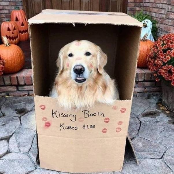 Adorable Pets (40 pics)