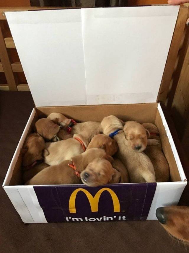 Adorable Pets (40 pics)