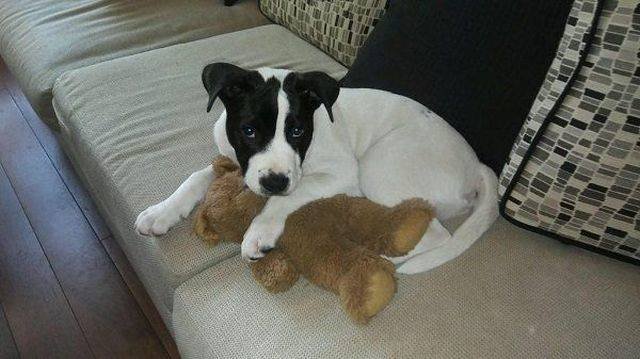 Adorable Pets (40 pics)