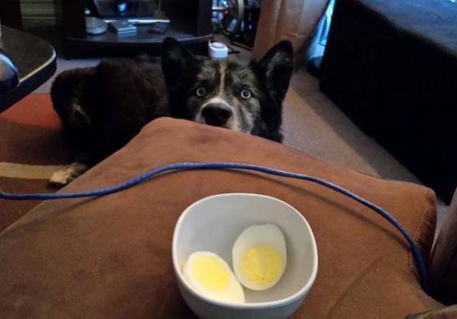 Funny Animals (33 pics)