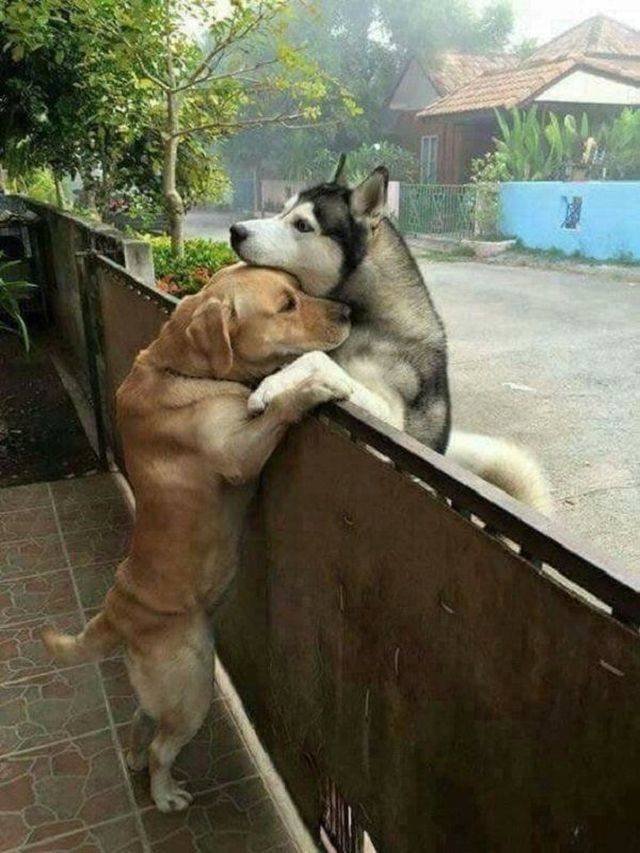 Adorable Pets (40 pics)