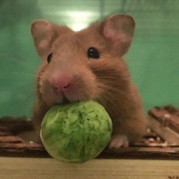 Adorable Pets (40 pics)