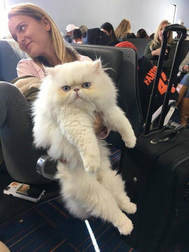 Adorable Pets (40 pics)