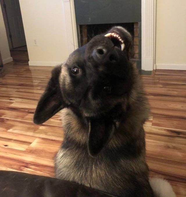 Adorable Pets (40 pics)
