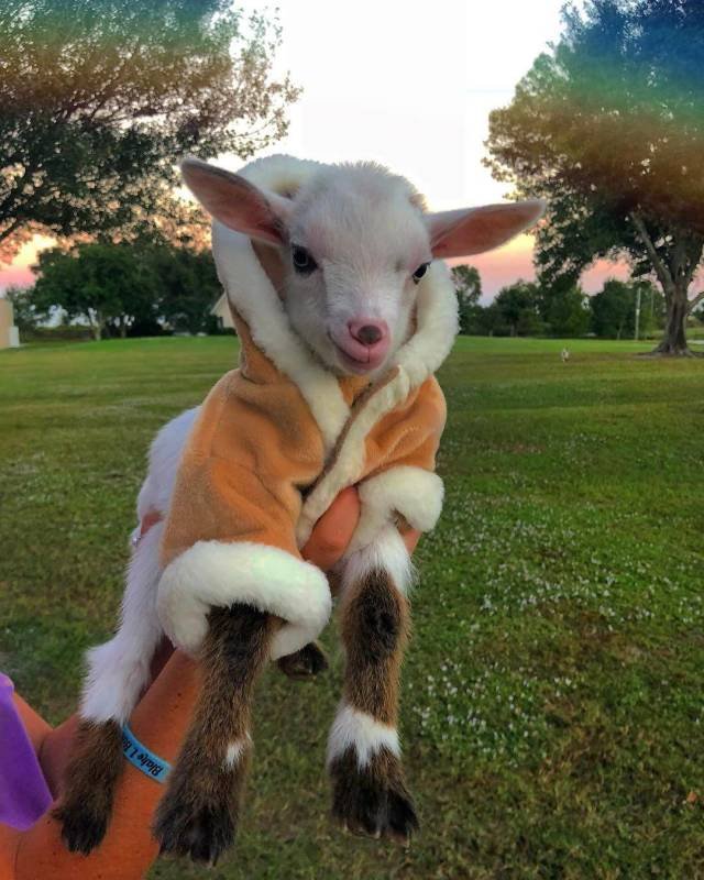 Adorable Pets (40 pics)