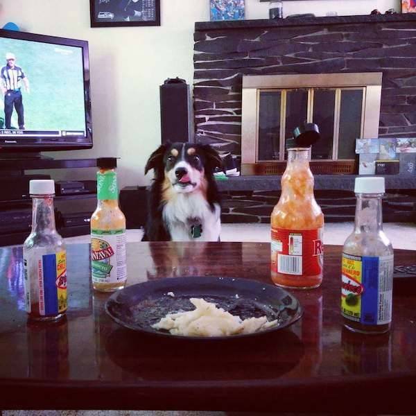 Funny Animals (33 pics)