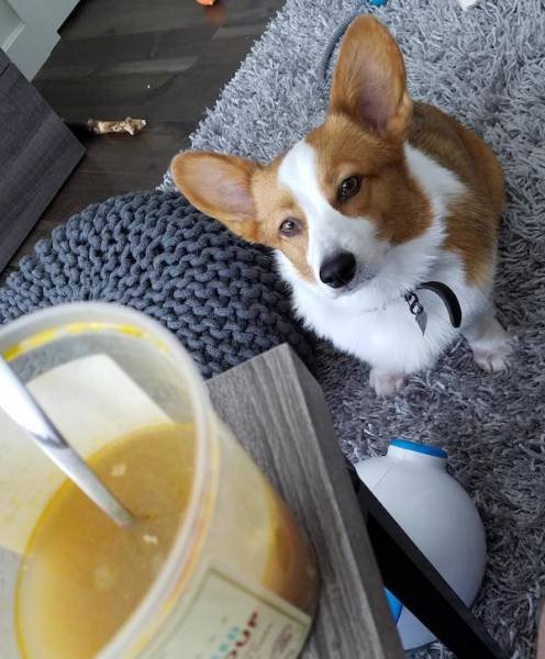 Funny Animals (33 pics)