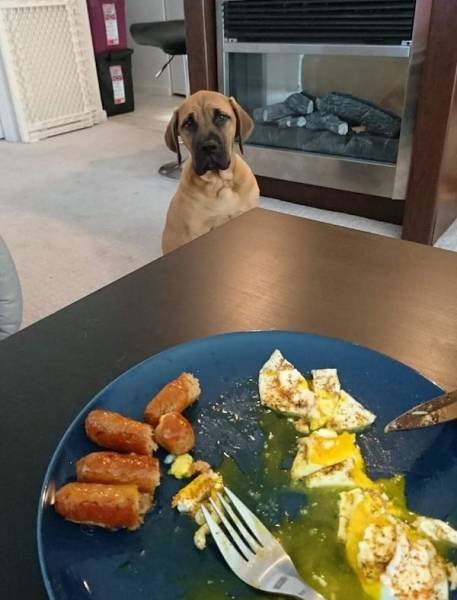 Funny Animals (33 pics)