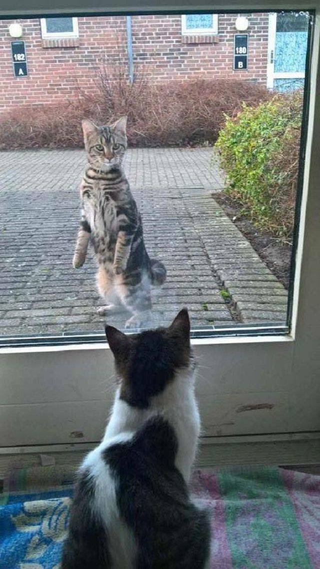 Adorable Pets (40 pics)