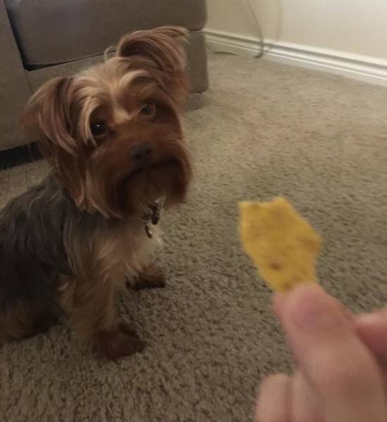 Funny Animals (33 pics)