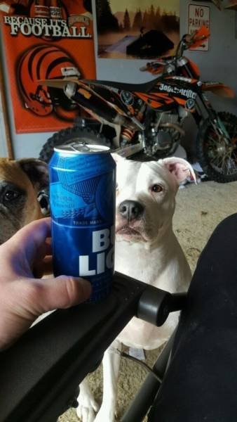 Funny Animals (33 pics)