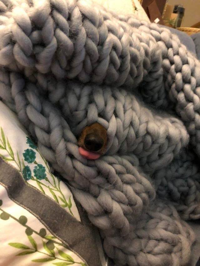 Adorable Pets (40 pics)