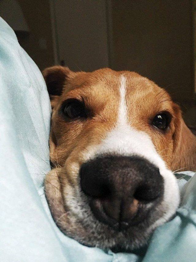 Adorable Pets (40 pics)