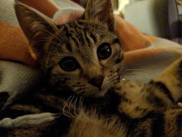 Adorable Pets (40 pics)