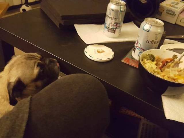 Funny Animals (33 pics)
