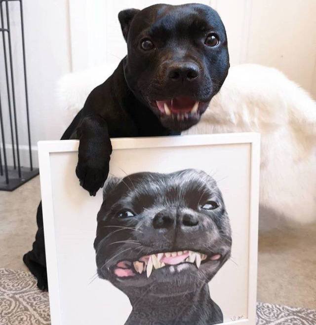 Adorable Pets (40 pics)