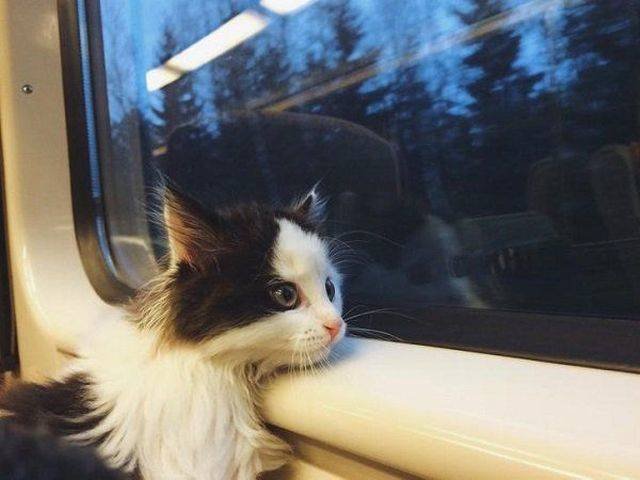 Adorable Pets (40 pics)