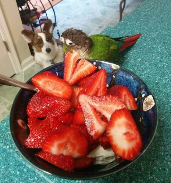 Funny Animals (33 pics)