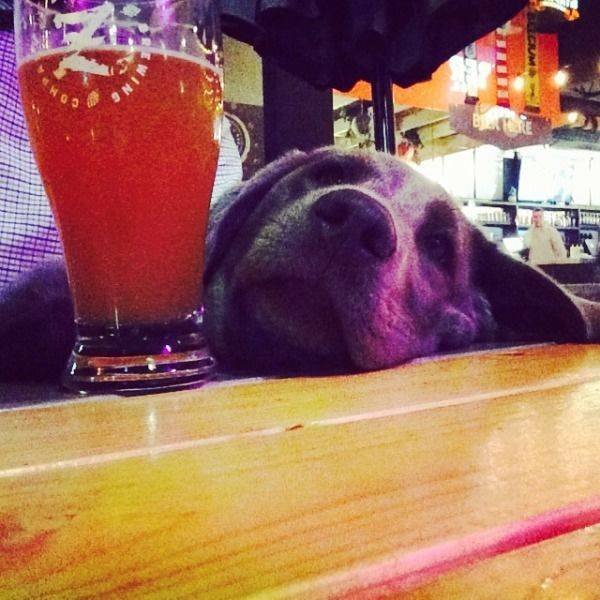 Funny Animals (33 pics)