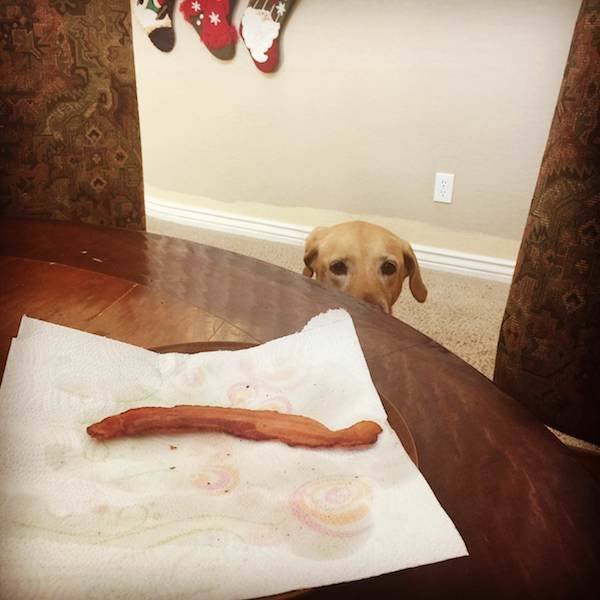 Funny Animals (33 pics)