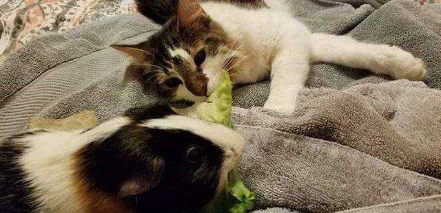 Adorable Pets (40 pics)