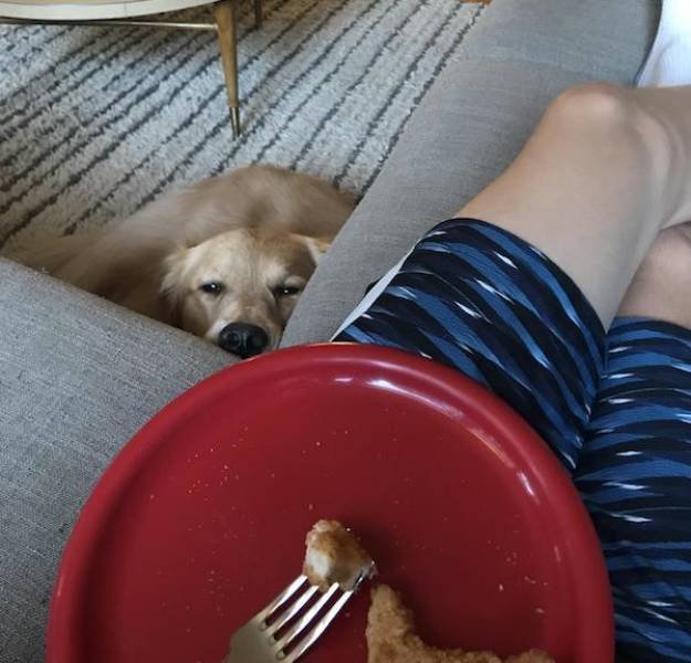 Funny Animals (33 pics)