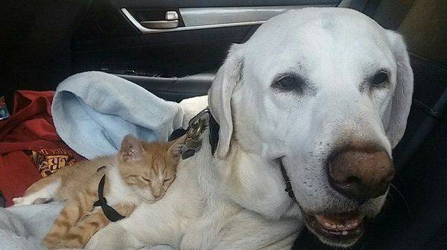 Adorable Pets (40 pics)
