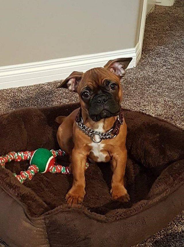 Adorable Pets (40 pics)