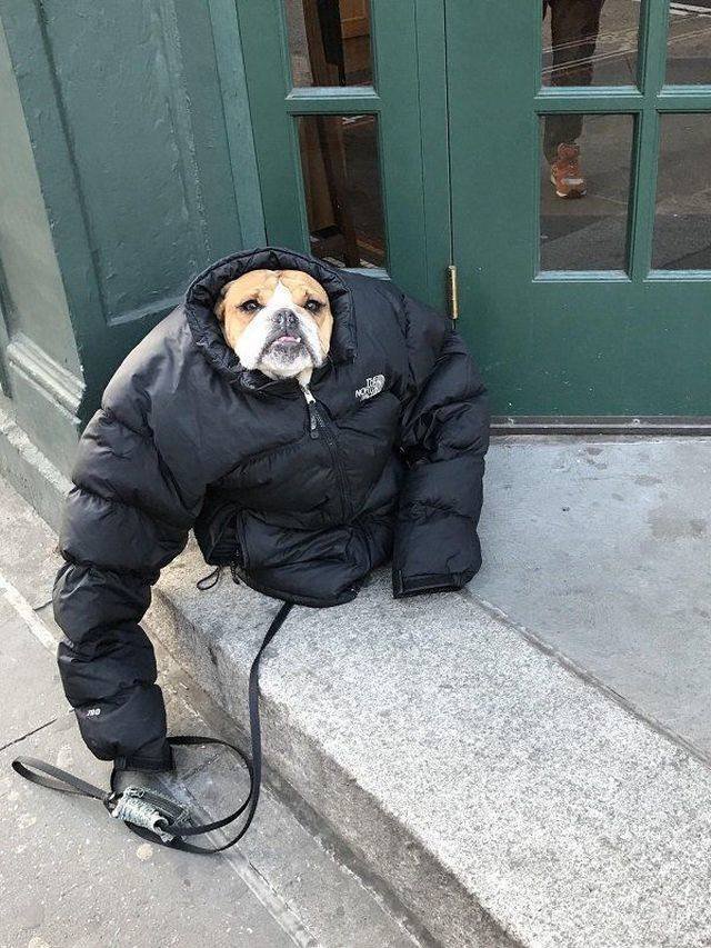 Adorable Pets (40 pics)