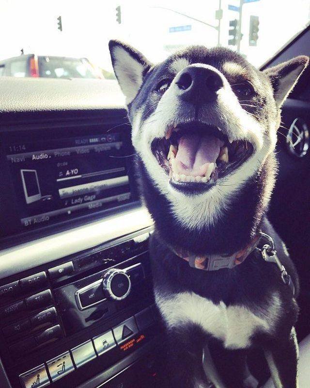 Adorable Pets (40 pics)