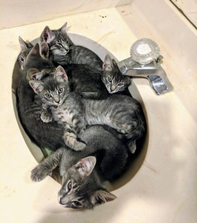 Adorable Pets (40 pics)