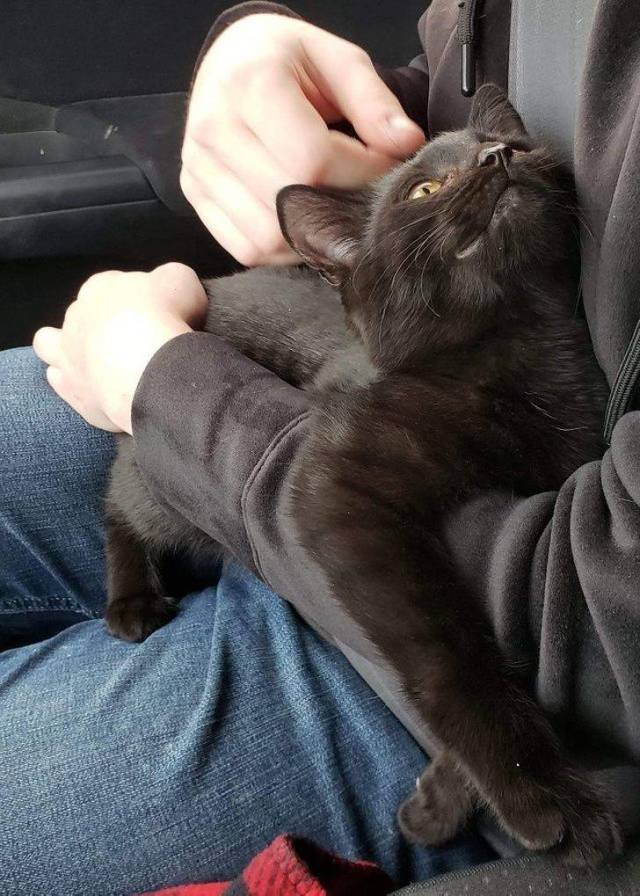 Adorable Pets (40 pics)