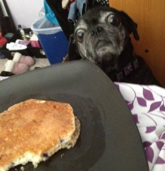 Funny Animals (33 pics)