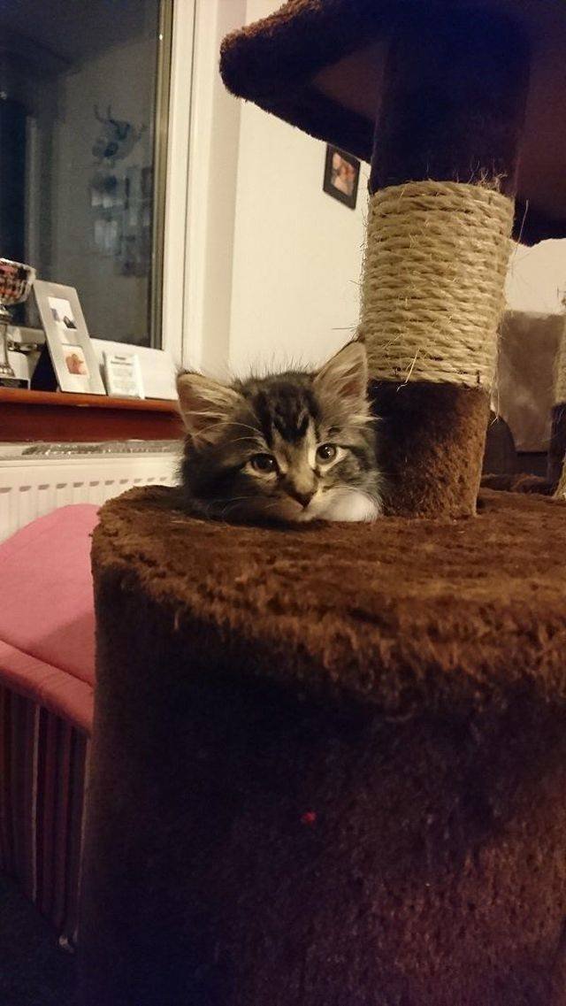 Adorable Pets (40 pics)