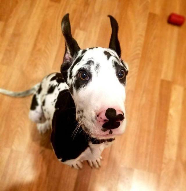 Adorable Pets (40 pics)