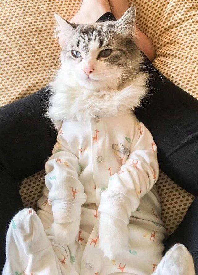 Adorable Pets (40 pics)