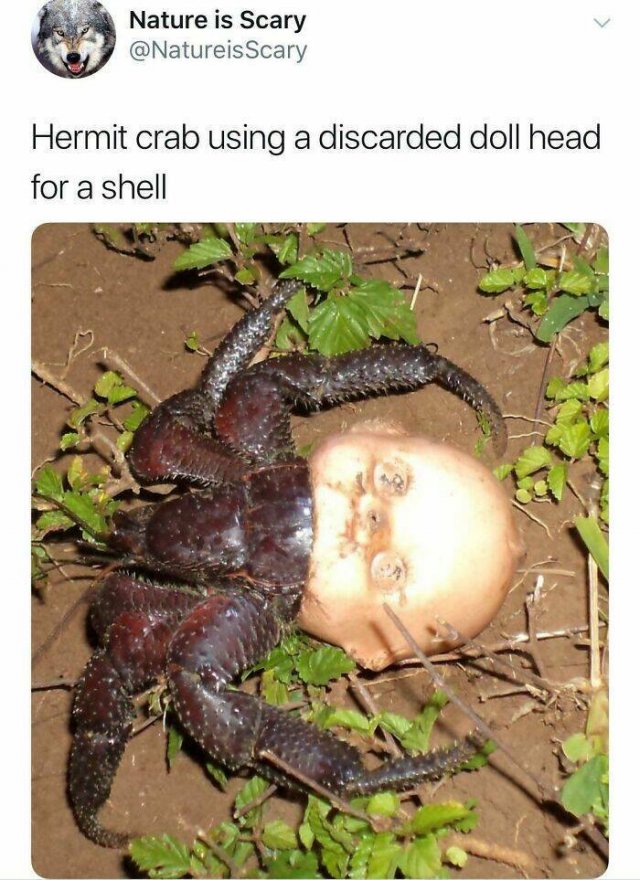 Disturbing Photos (42 pics)