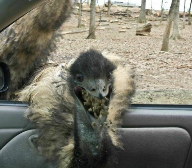Disturbing Photos (42 pics)