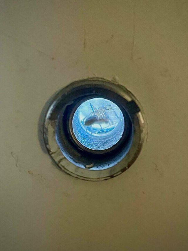 Disturbing Photos (42 pics)