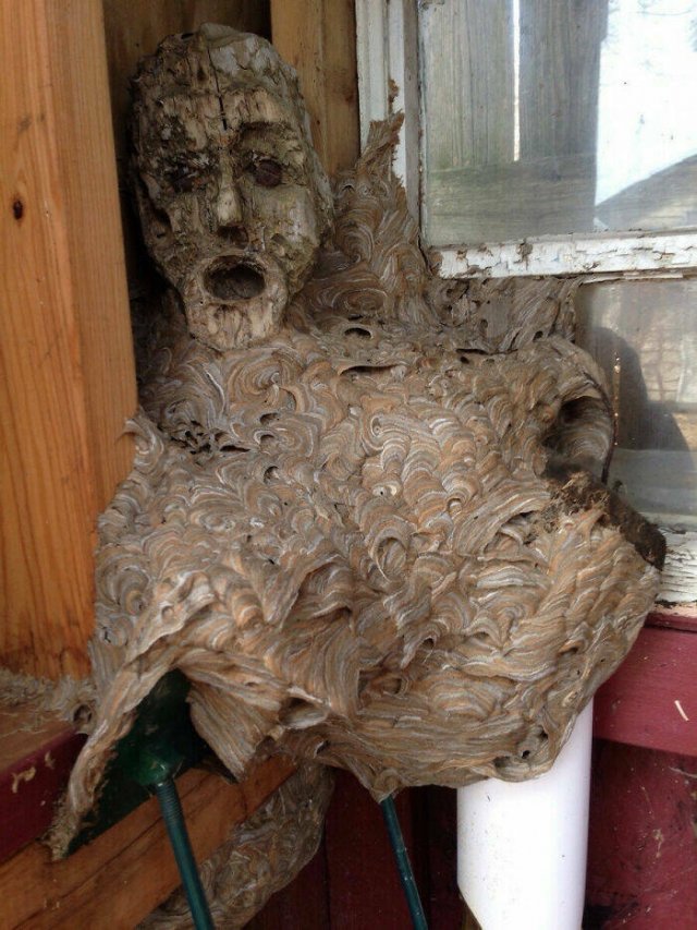 Disturbing Photos (42 pics)