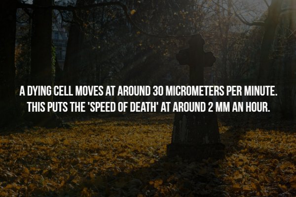 Creepy Facts (15 pics)