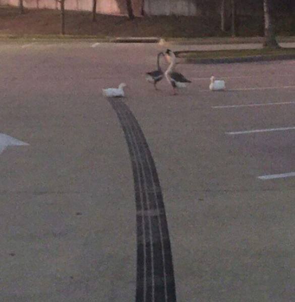 What Is Going On Here? (41 pics)