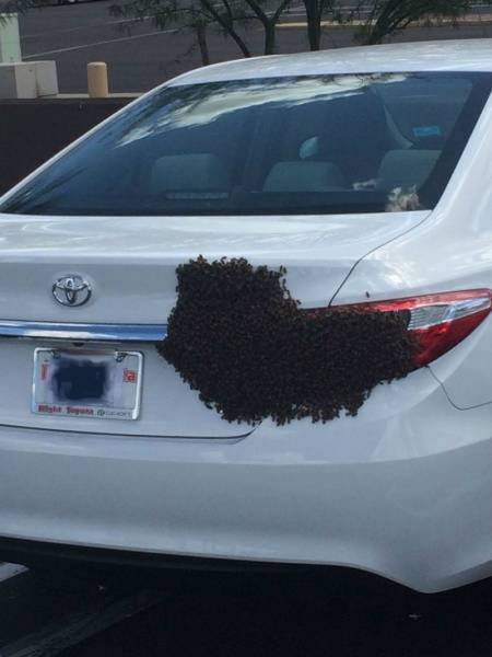 What Is Going On Here? (41 pics)