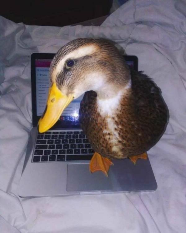 Funny Animals (50 pics)