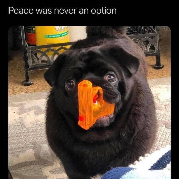 Funny Animals (50 pics)